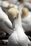 Gannet, Lothian by Dave Banks