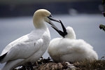 Gannet feeding chick, Lothian by Dave Banks