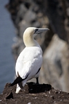 Gannet, Lothian by Dave Banks