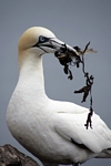 Gannet with nesting material, Lothian by Dave Banks