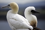 Gannet and chick, Lothian by Dave Banks