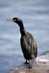 Shag, Lothian by Dave Banks