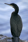Shag, Lothian by Dave Banks