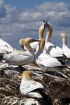 Gannets, Lothian by Dave Banks