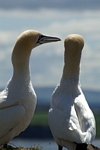 Gannets, Lothian by Dave Banks
