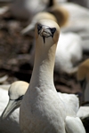 Gannet, Lothian by Dave Banks