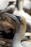 Gannet, Lothian by Dave Banks