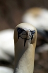 Gannet, Lothian by Dave Banks