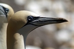 Gannet, Lothian by Dave Banks