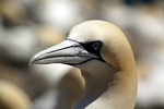 Gannet, Lothian by Dave Banks
