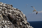 Gannets, Lothian by Dave Banks
