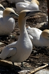 Gannets, Lothian by Dave Banks