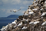 Gannets, Lothian by Dave Banks