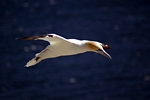 Gannet, Lothian by Dave Banks