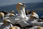 Gannets, Lothian by Dave Banks