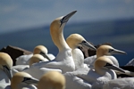 Gannets, Lothian by Dave Banks