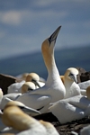 Gannets, Lothian by Dave Banks