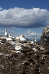 Gannets, Lothian by Dave Banks
