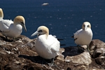 Gannets, Lothian by Dave Banks