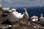 Gannets, Lothian by Dave Banks