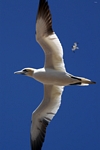 Gannet, Lothian by Dave Banks
