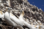 Gannets, Lothian by Dave Banks