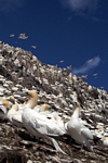 Gannets, Lothian by Dave Banks