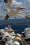 Gannets, Lothian by Dave Banks