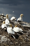 Gannets, Lothian by Dave Banks
