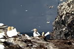 Gannets, Lothian by Dave Banks