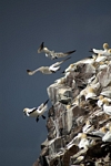 Gannets, Lothian by Dave Banks