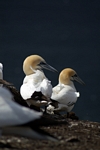 Gannets, Lothian by Dave Banks