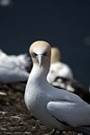 Gannet, Lothian by Dave Banks