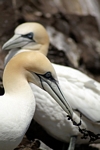 Gannets, Lothian by Dave Banks