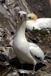 Gannet, Lothian by Dave Banks