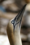 Gannet, Lothian by Dave Banks