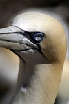 Gannet, Lothian by Dave Banks