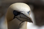 Gannet, Lothian by Dave Banks