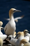 Gannets, Lothian by Dave Banks
