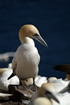 Gannet, Lothian by Dave Banks