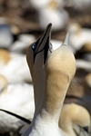 Gannets, Lothian by Dave Banks