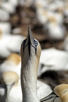 Gannet, Lothian by Dave Banks