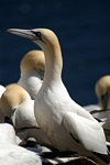 Gannet, Lothian by Dave Banks