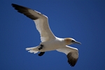 Gannet, Lothian by Dave Banks