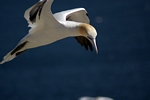 Gannet, Lothian by Dave Banks