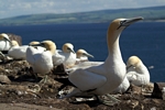 Gannets, Lothian by Dave Banks