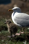 Herring Gull and chick, Lothian by Dave Banks