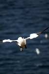 Gannet, Lothian by Dave Banks
