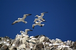 Gannets, Lothian by Dave Banks