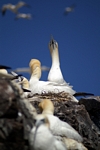 Gannets, Lothian by Dave Banks